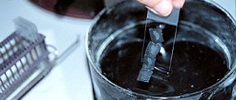 Die Schnittpräparate werden auf Glasobjektträger gezogen.
